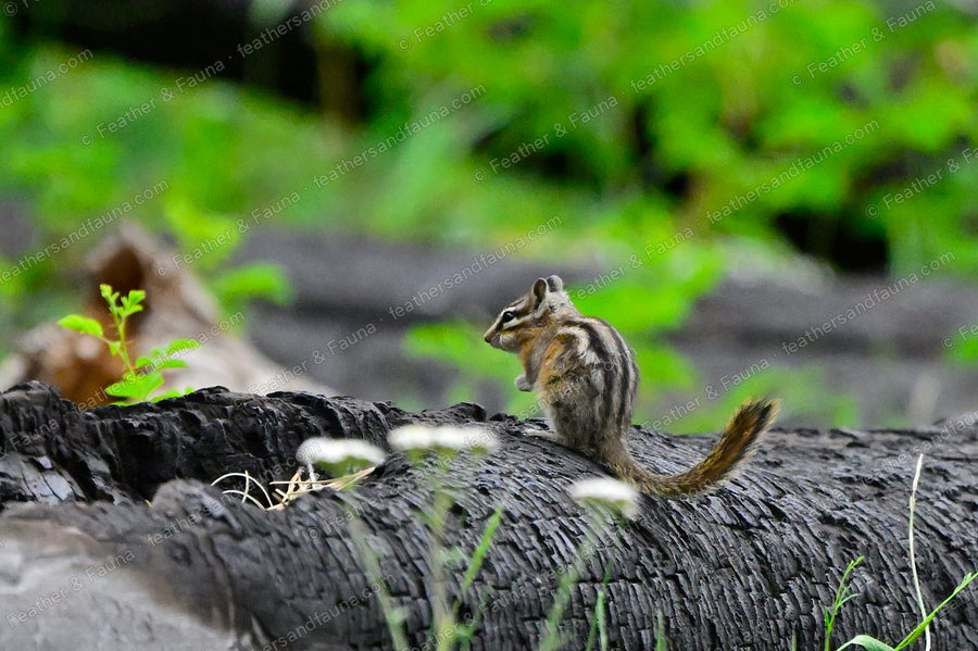 Striped chipmunk sitting upright on a burnt fallen log.