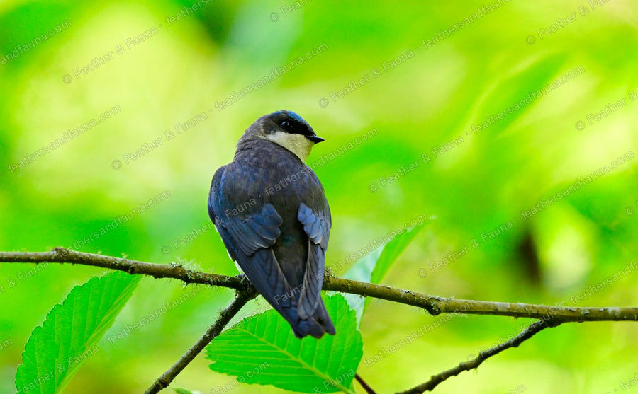 Tree Swallow with an iridescent blue-green back on a mossy branch, seen from behind.