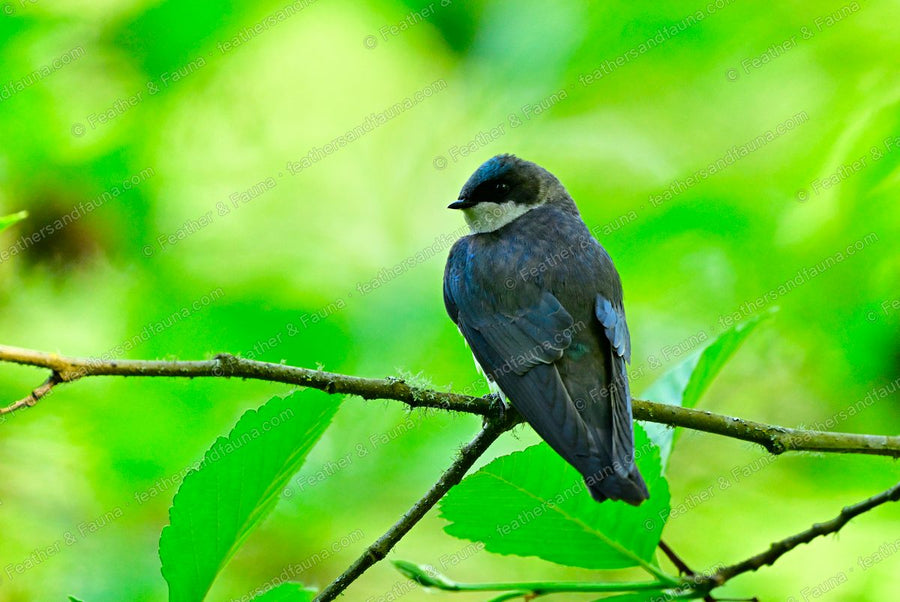 Tree Swallow with an iridescent blue-green back on a mossy branch among green leaves.