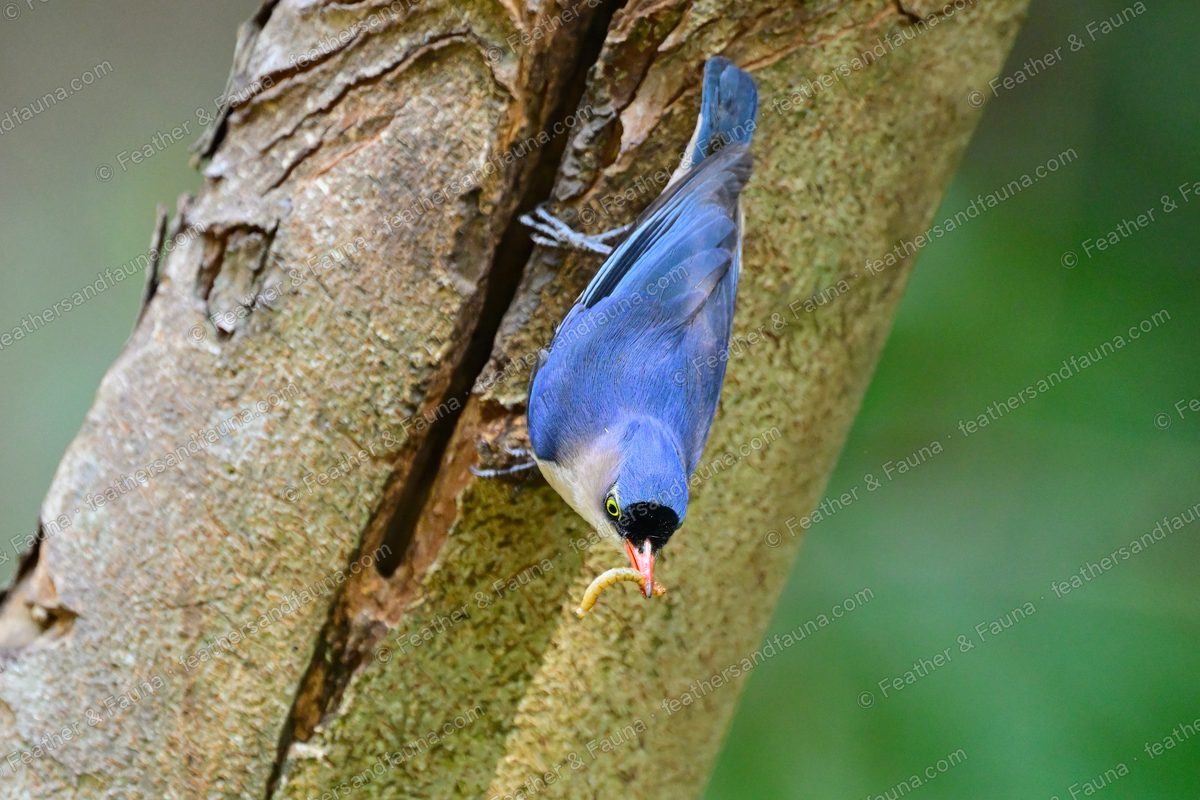 Velvet-fronted Nuthatch clinging head-down to a trunk with a grub in its red bill.