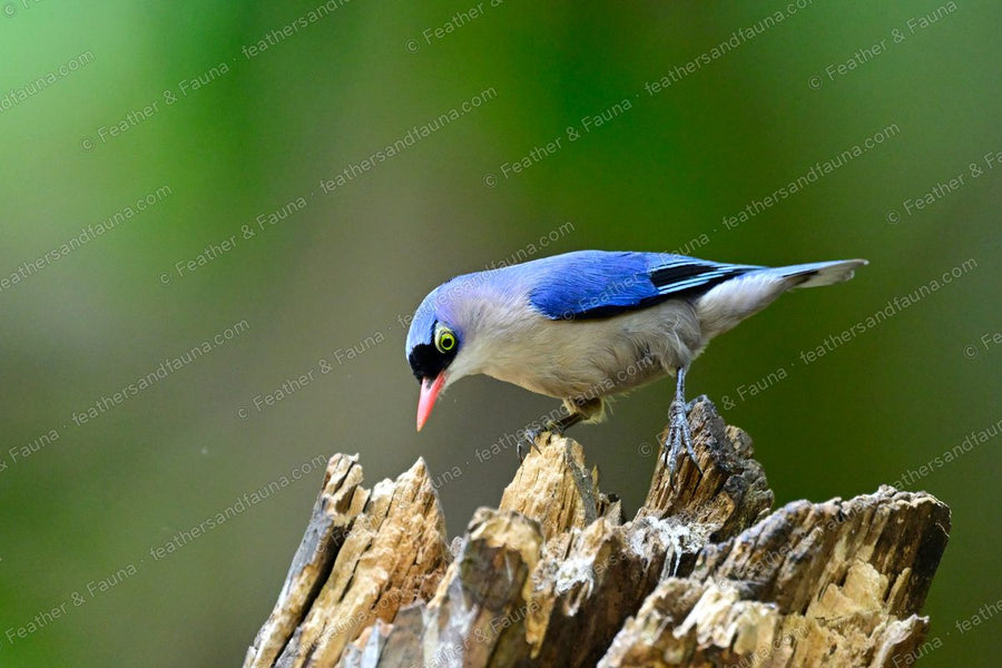 Velvet-fronted Nuthatch, violet-blue with a coral bill, on a broken stump.