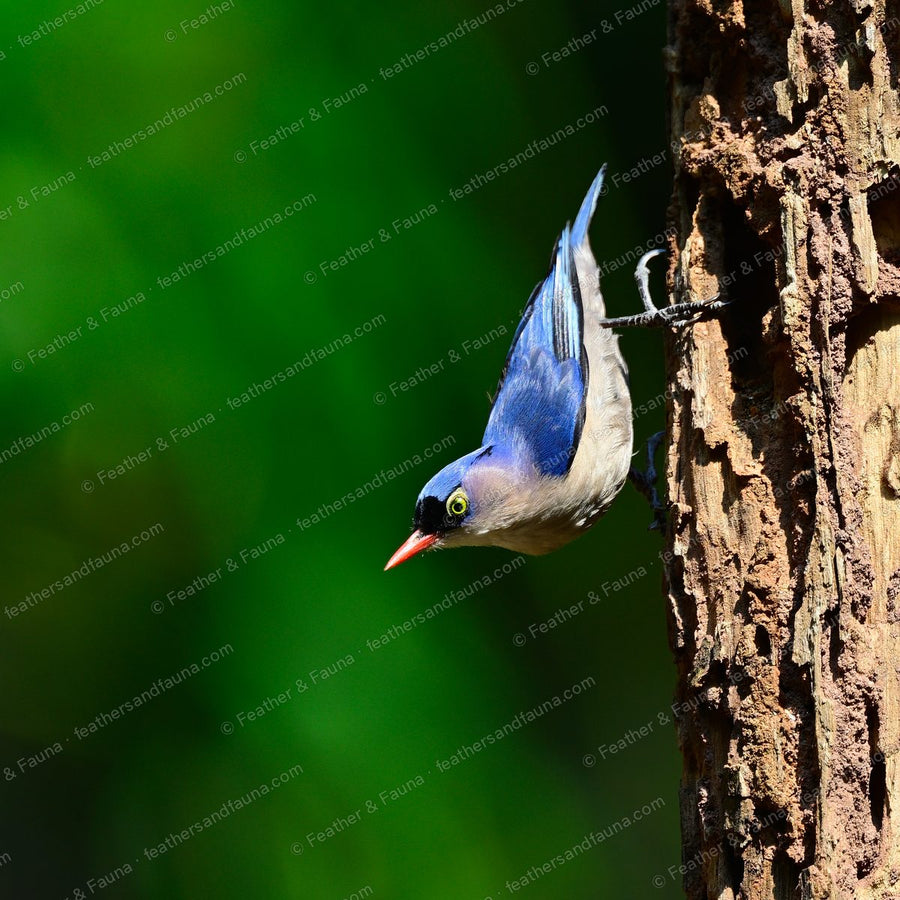 Velvet-fronted Nuthatch clinging head-down to a tree trunk, coral bill and yellow eye-ring.
