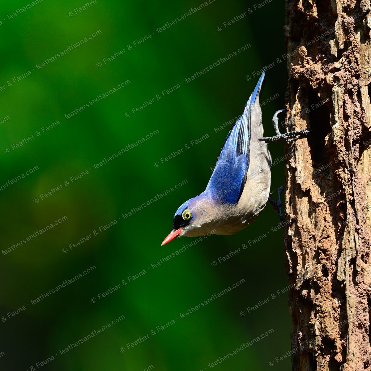 Velvet-fronted Nuthatch hanging head-down on a tree trunk, wings tucked.
