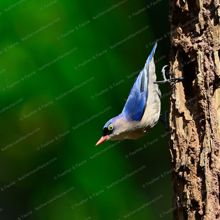 Velvet-fronted Nuthatch hanging head-down on a tree trunk, wings tucked.
