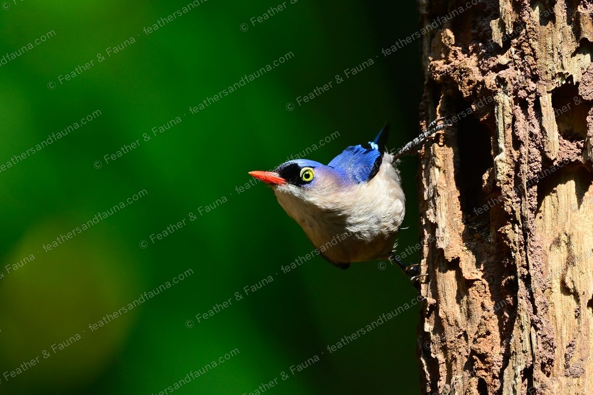 Velvet-fronted Nuthatch looking out from a nest hole in a tree trunk.