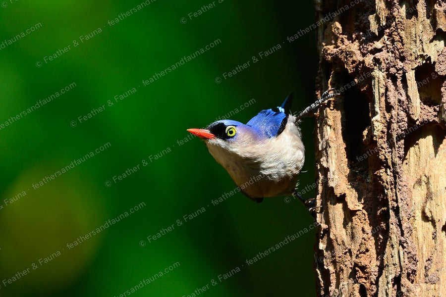 Velvet-fronted Nuthatch looking out from a nest hole in a tree trunk.