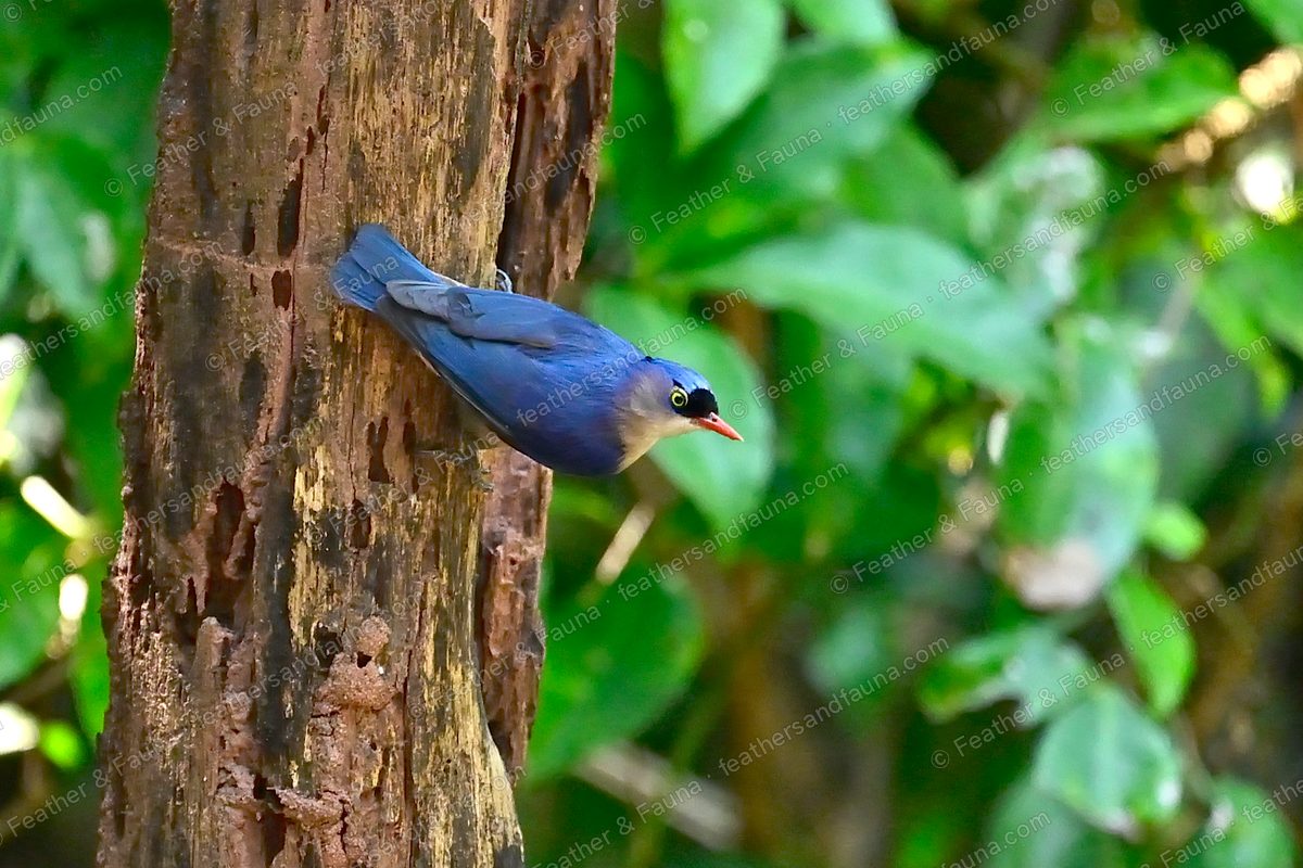 Velvet-fronted Nuthatch clinging head-down to a tree trunk, violet-blue with a coral bill.