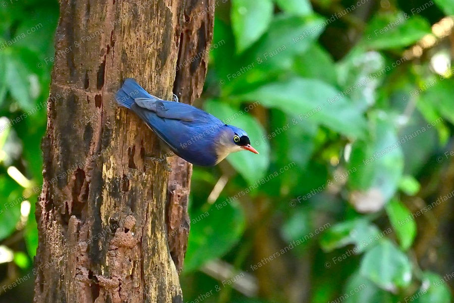 Velvet-fronted Nuthatch clinging head-down to a tree trunk, violet-blue with a coral bill.