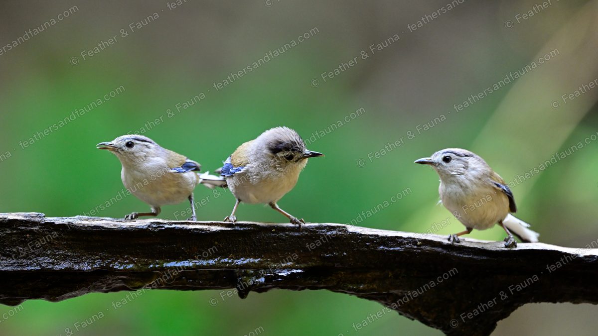 Male Verditer Flycatcher in turquoise plumage standing tall on a lichen-covered branch.