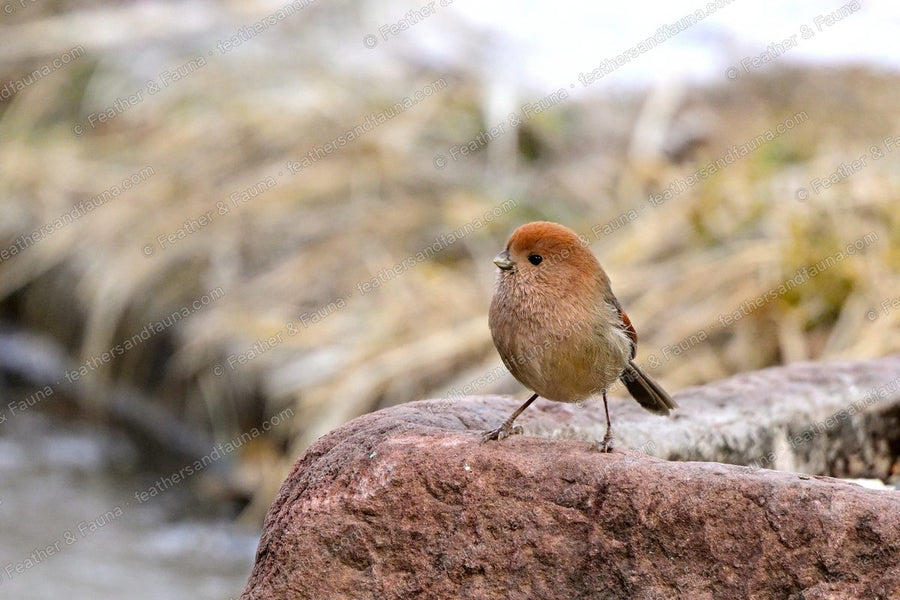 Vinous-throated Parrotbill with a rusty cap on a pink granite boulder.