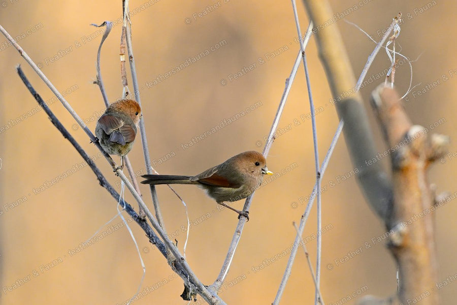 Two Vinous-throated Parrotbills with rusty caps among bare winter twigs.