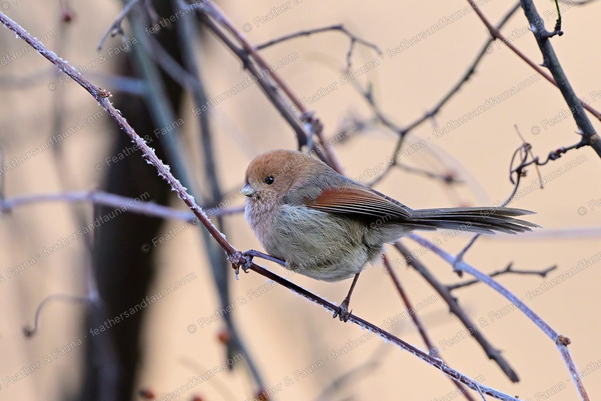 Vinous-throated Parrotbill with a rusty cap among bare winter twigs.