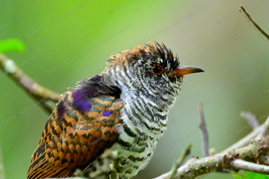 Female Violet Cuckoo with barred bronze plumage and a red eye-ring on a branch.