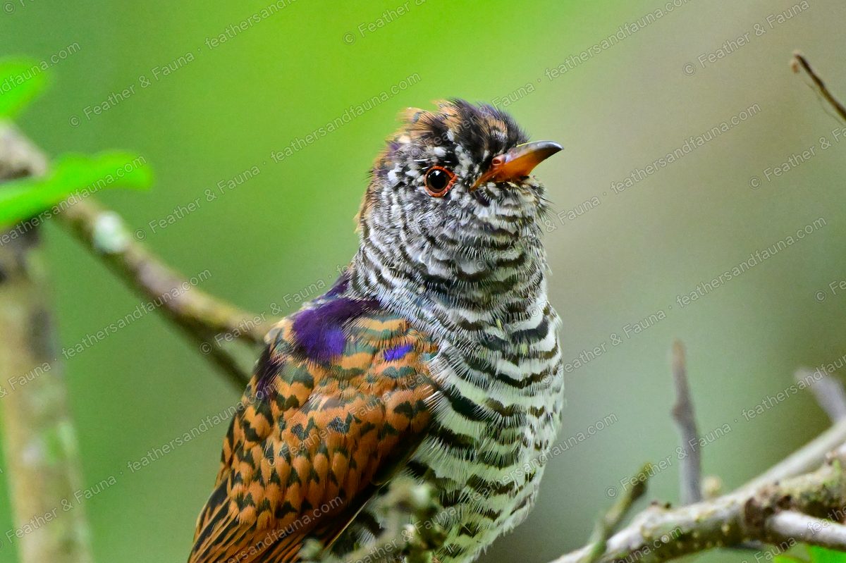 Female Violet Cuckoo with a violet shoulder patch and barred underparts on a branch.