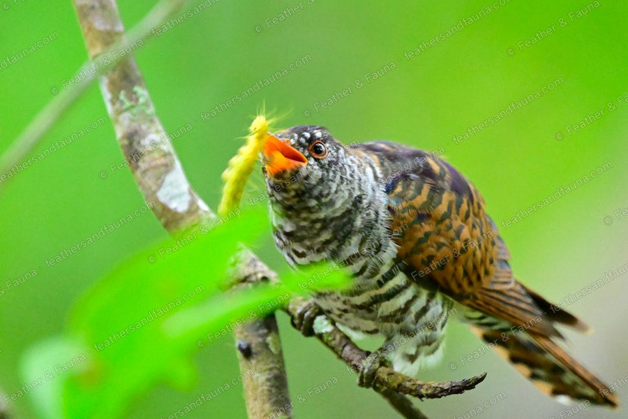 Female Violet Cuckoo with a yellow caterpillar in its bill on a branch.