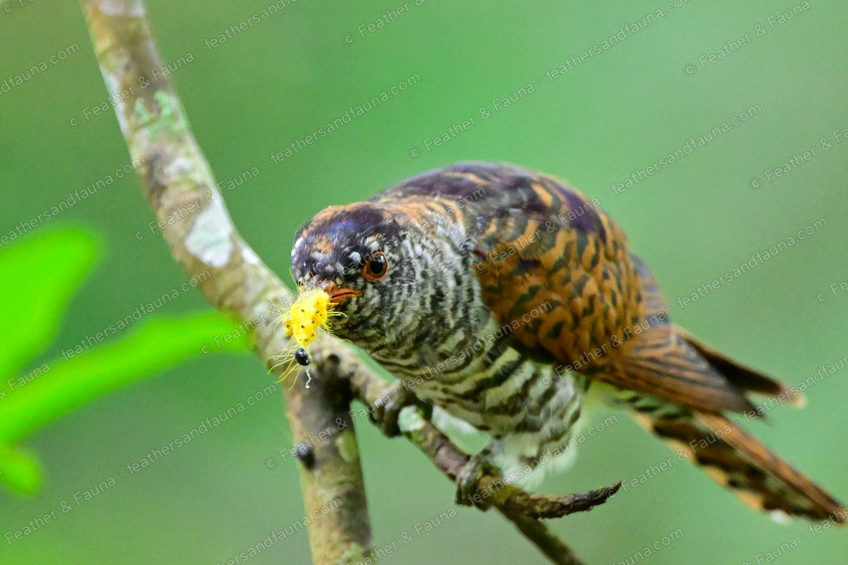 Female Violet Cuckoo leaning down a branch with a yellow caterpillar in its bill.