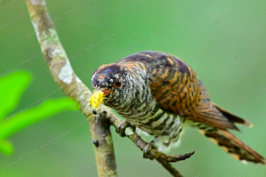 Female Violet Cuckoo leaning down a branch with a yellow caterpillar in its bill.