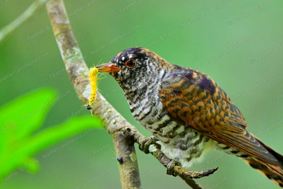 Female Violet Cuckoo in profile with a yellow caterpillar in its bill on a branch.