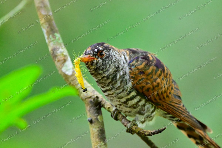 Female Violet Cuckoo leaning down a branch with a yellow caterpillar in its bill.