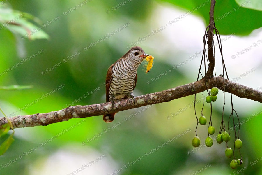 Female Violet Cuckoo with a caterpillar in its bill on a branch beside hanging green fruit.