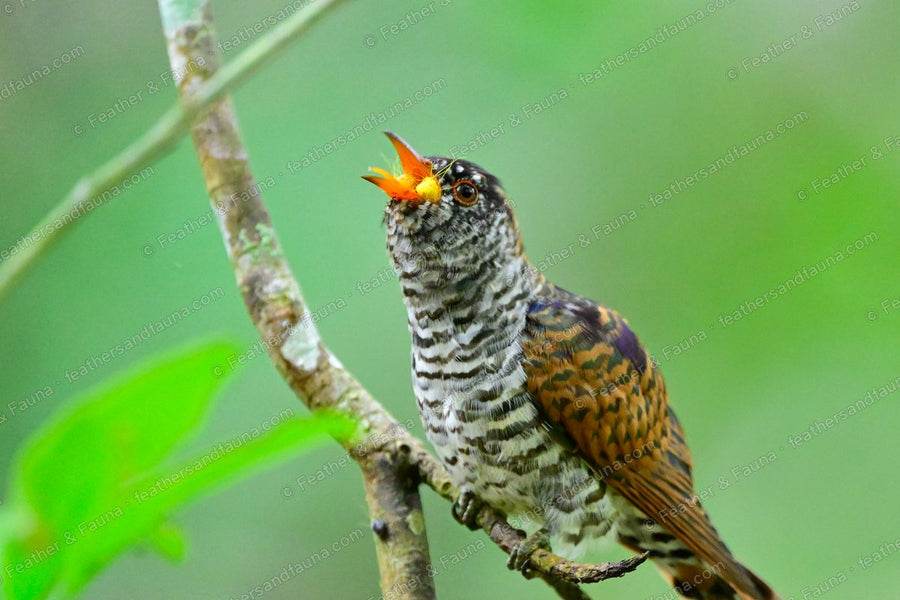 Female Violet Cuckoo calling with head up and bill wide open on a branch.