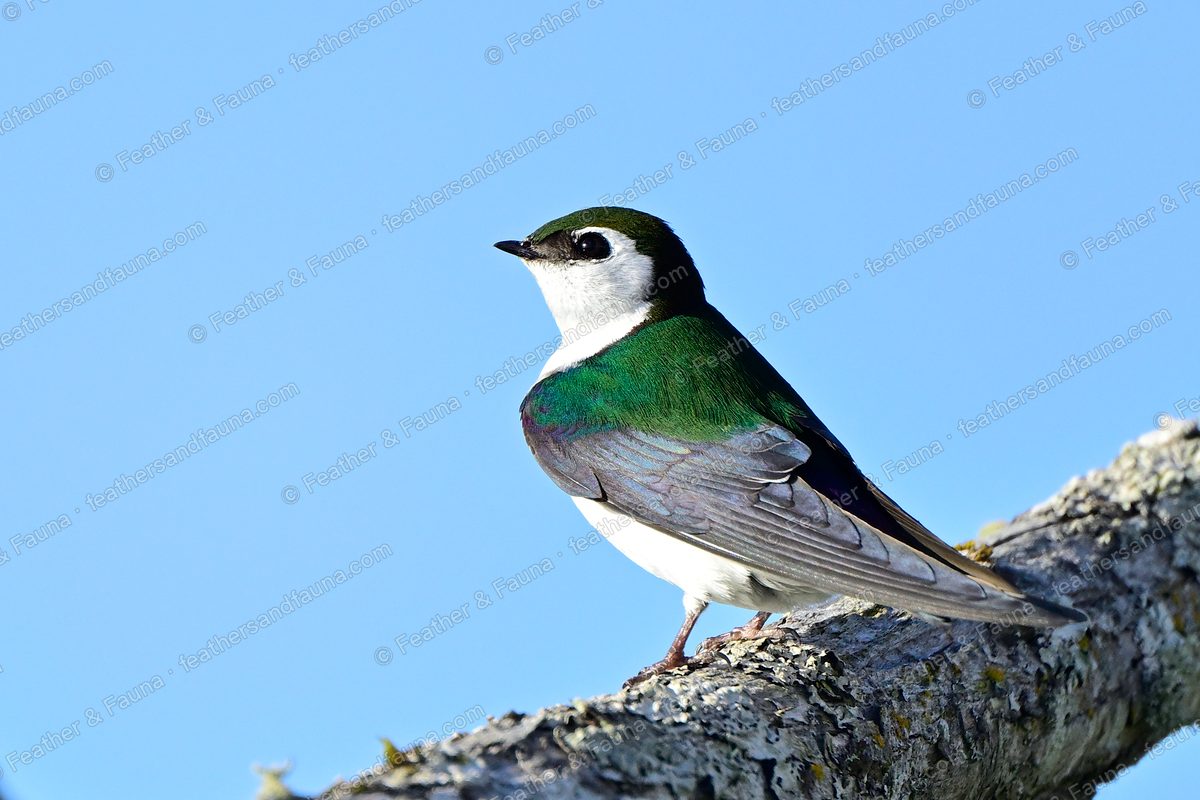 Violet-green Swallow with a green back and white face on a lichen branch against blue sky.