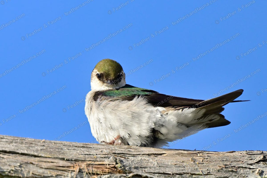 Violet-green Swallow resting on a bleached log against blue sky.