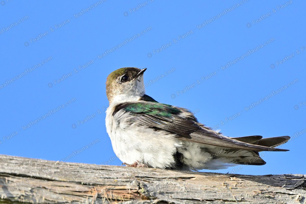 Violet-green Swallow on a weathered log, green-and-violet back against blue sky.