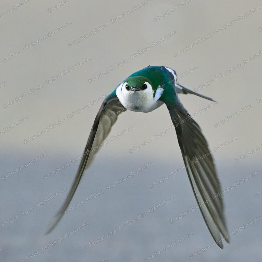 Violet-green Swallow flying head-on with wings swept back, white face and green head.