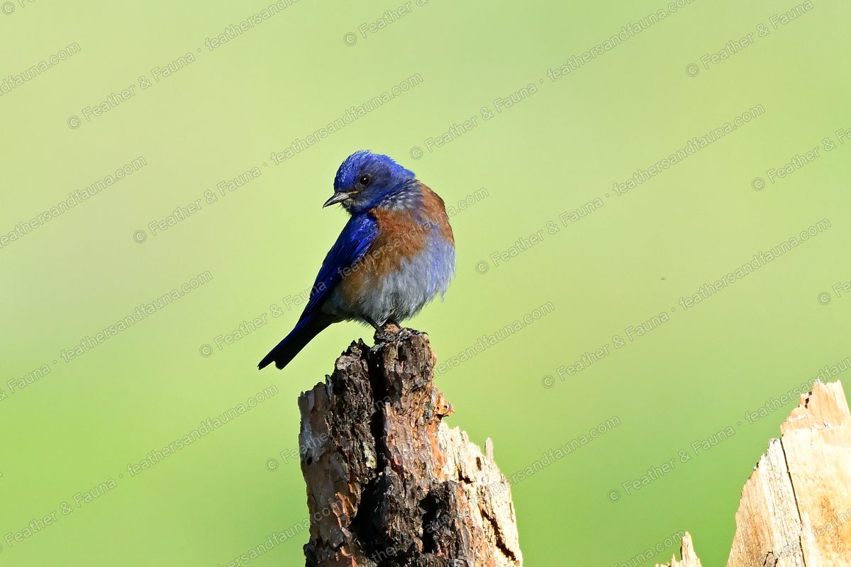 Male Western Bluebird, blue with a rusty breast, on a weathered stump.