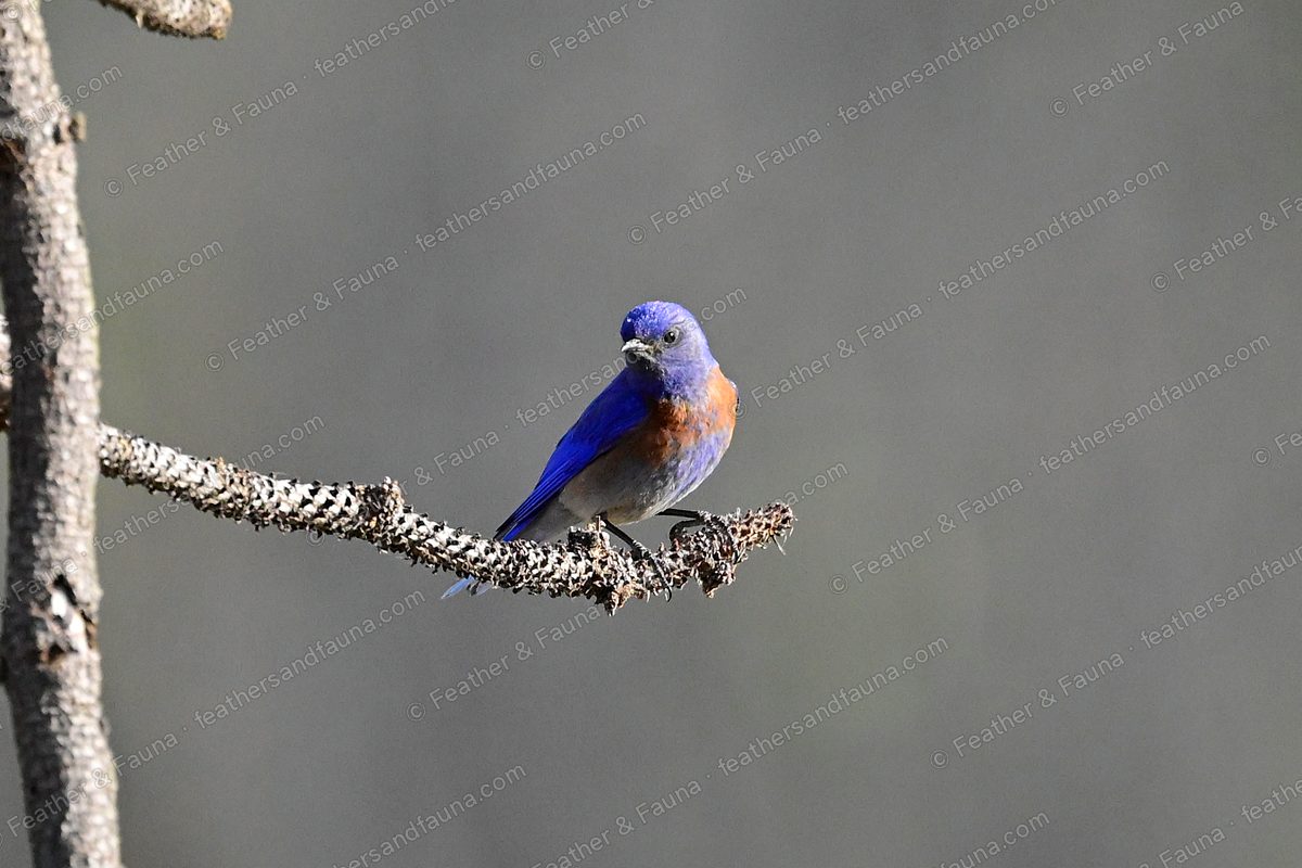 Male Western Bluebird, blue with a rusty breast, on a lichen branch against grey.
