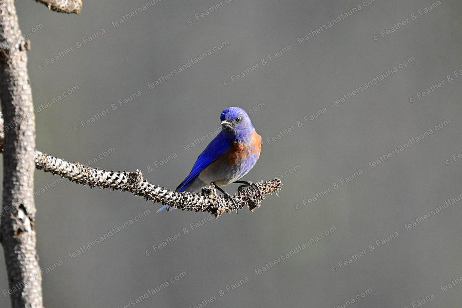 Male Western Bluebird, blue with a rusty breast, on a lichen branch against grey.