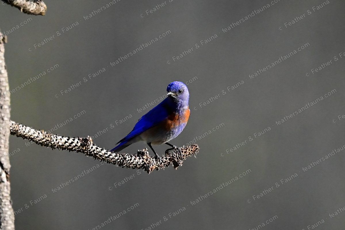 Male Western Bluebird, blue with a chestnut breast, on a lichen branch against grey.