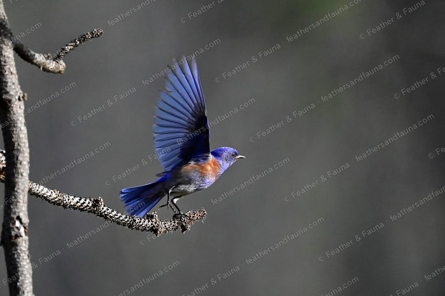 Male Western Bluebird flying from a lichen branch with wings fully spread, brilliant blue.