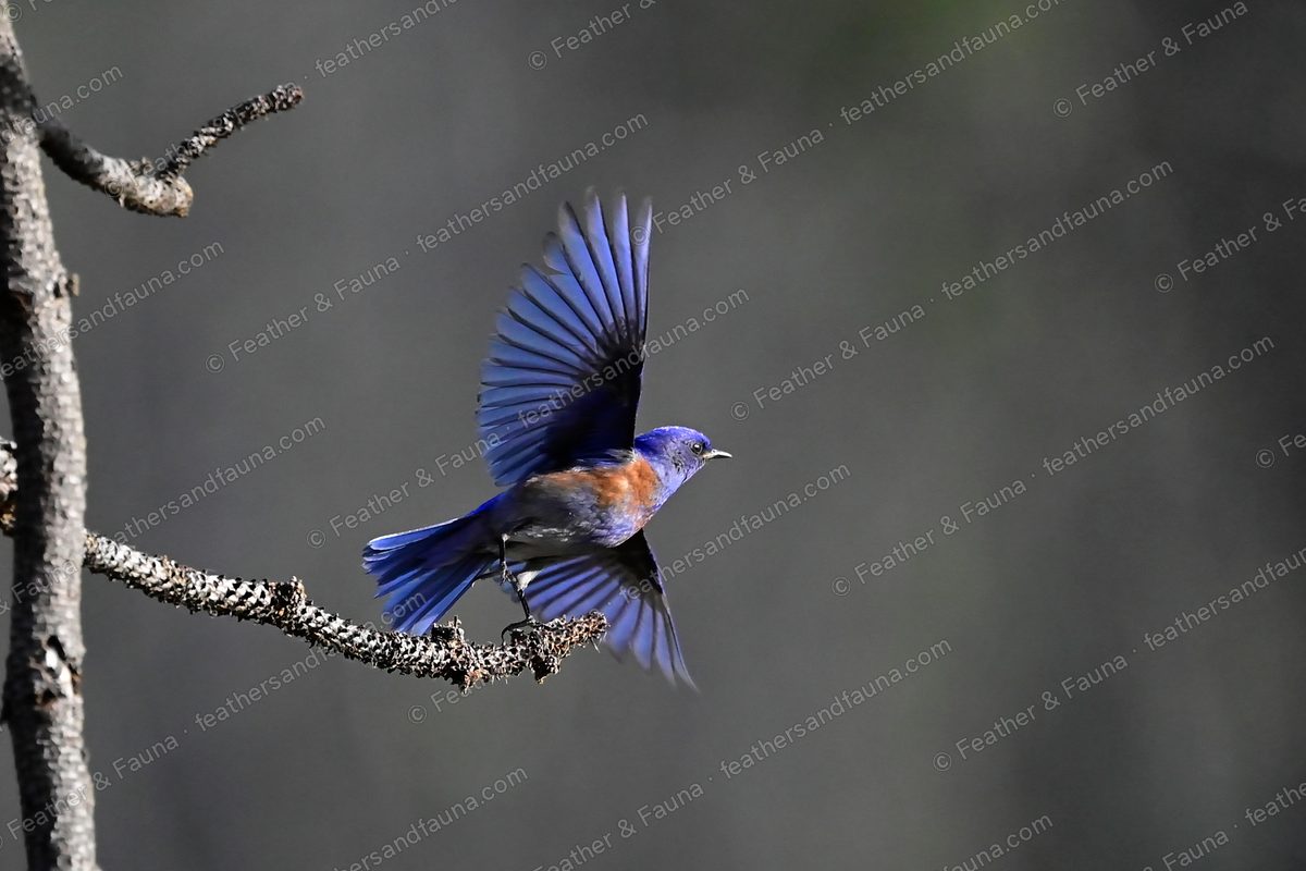 Male Western Bluebird launching from a lichen branch with wings spread wide.