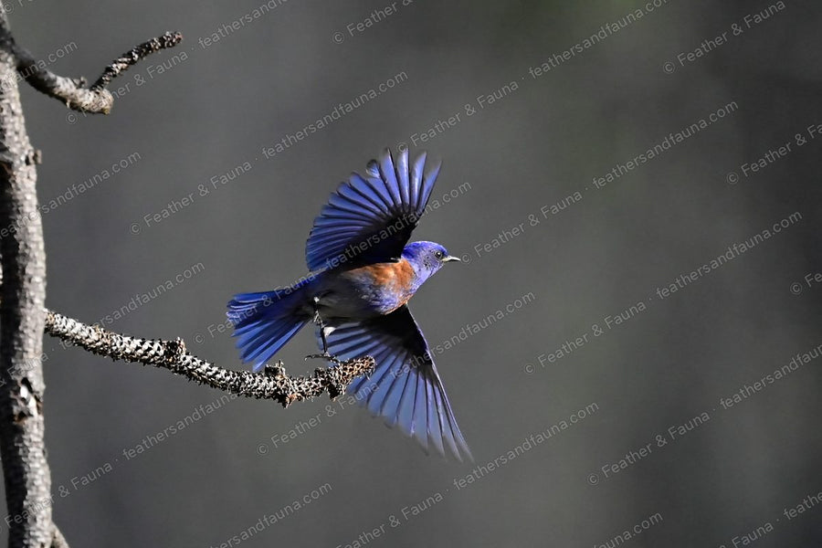 Male Western Bluebird flying from a branch with wings and tail spread, backlit blue.