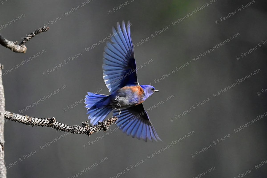 Male Western Bluebird flying from a lichen branch with wings and tail fully spread.