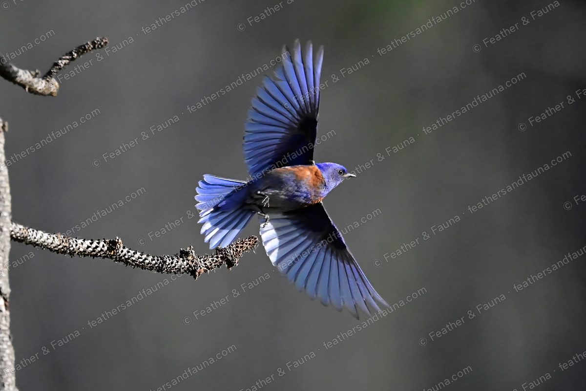 Male Western Bluebird flying from a lichen branch, wings and tail spread wide, brilliant blue.