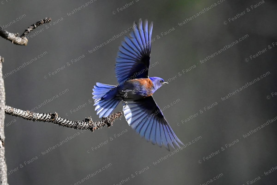 Male Western Bluebird flying from a lichen branch, wings and tail spread wide, brilliant blue.