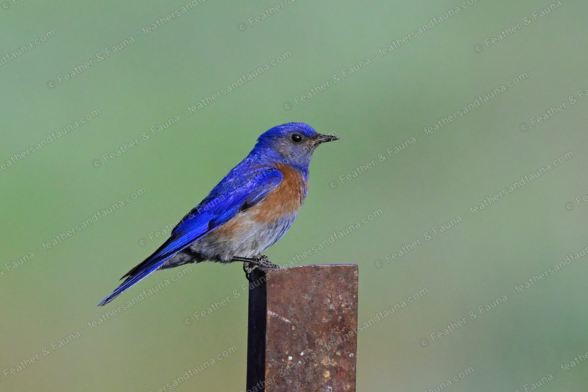Male Western Bluebird, blue with a chestnut breast, on a rusty metal post.
