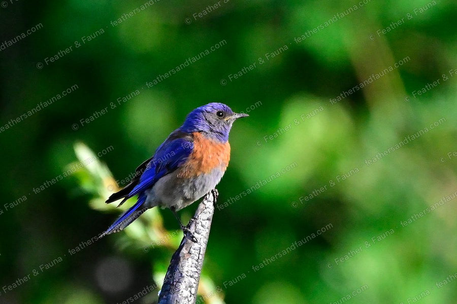 Male Western Bluebird, blue with a chestnut breast, on the tip of a bare snag.
