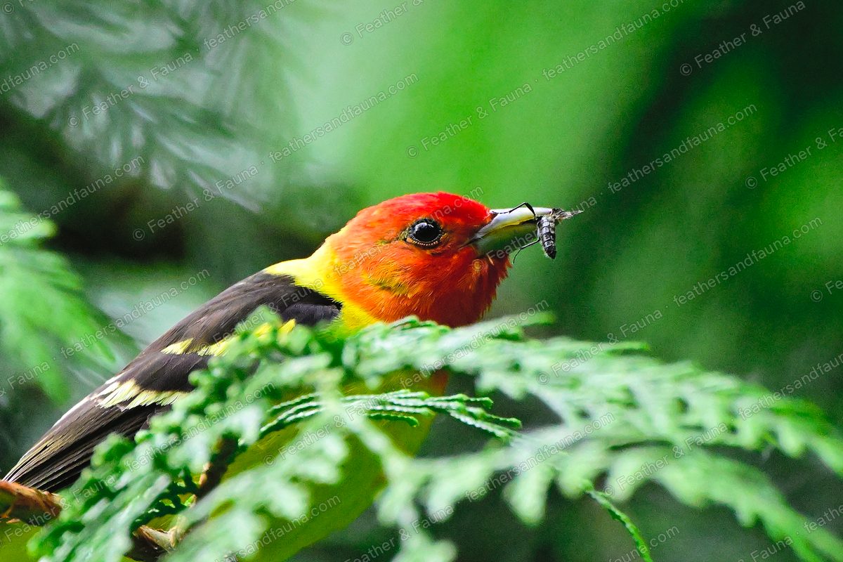 Male Western Tanager with a red head and yellow body holding an insect in a conifer.