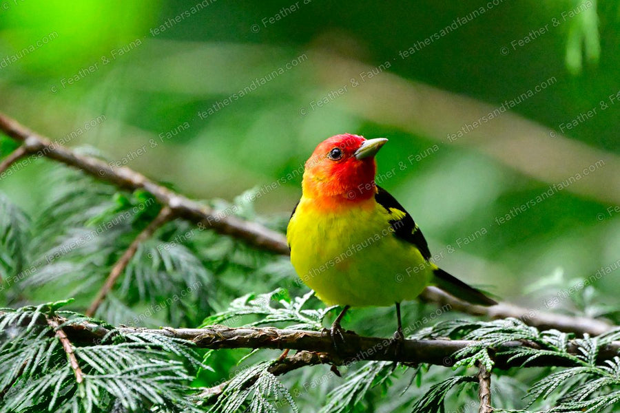 Male Western Tanager, red head and yellow body, on a branch against green conifer.