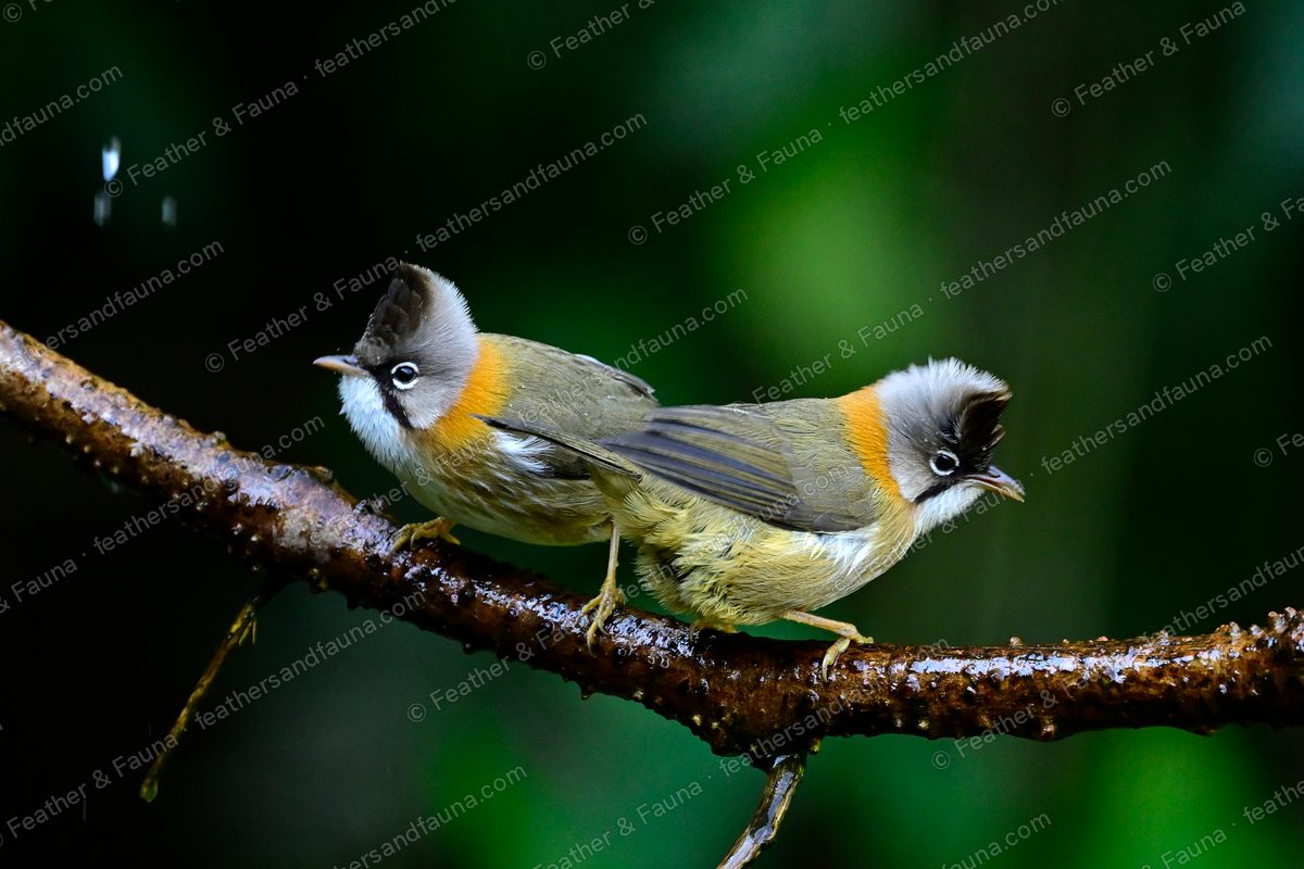 Two Whiskered Yuhinas back to back on a wet branch, grey crests raised.