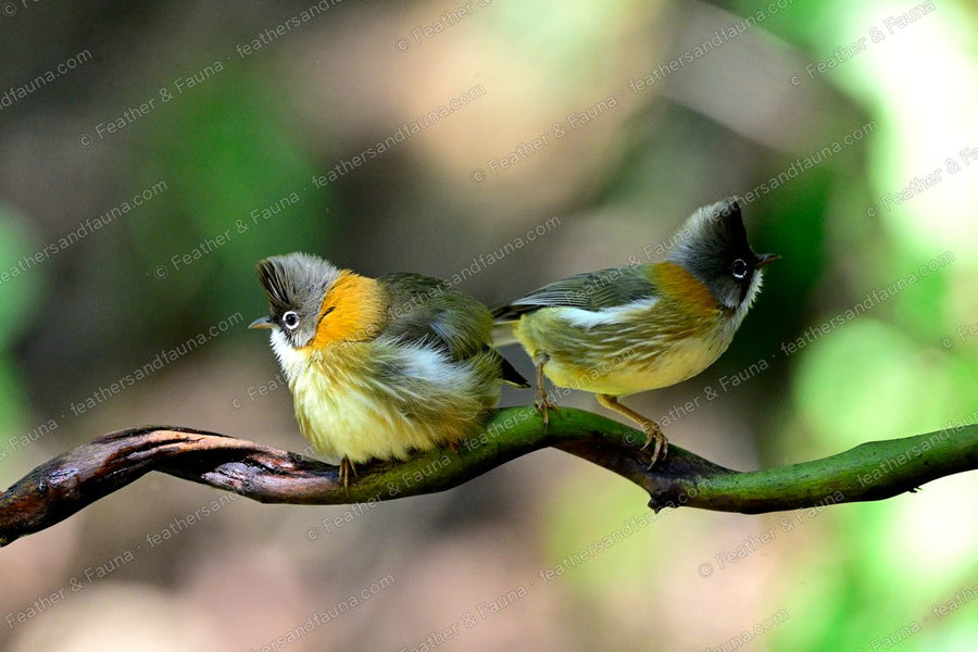 Two Whiskered Yuhinas with raised grey crests and rufous collars on a branch.