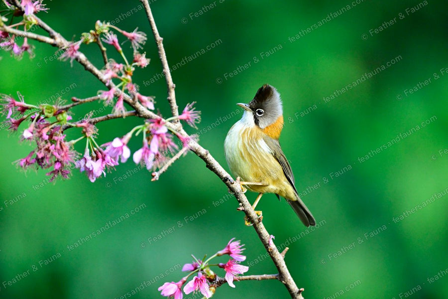 Whiskered Yuhina with a grey crest and rufous collar among pink cherry blossom.
