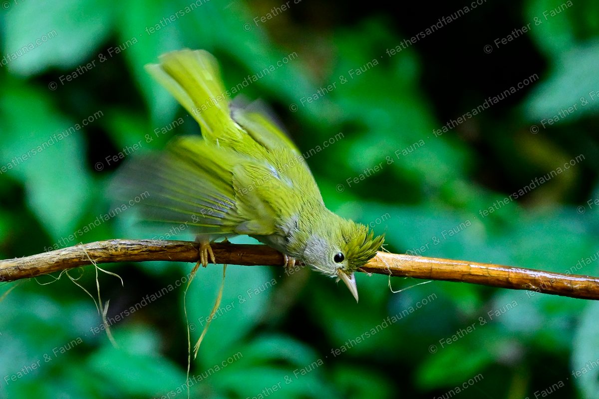 White-bellied Erpornis with wings spread on a bare branch, yellow-green above and pale below.