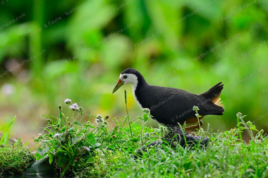 White-breasted Waterhen with a white face and slaty back at a grassy pond edge.