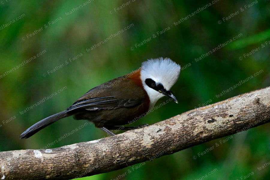 White-crested Laughingthrush with a fluffy white crest and black mask on a branch.