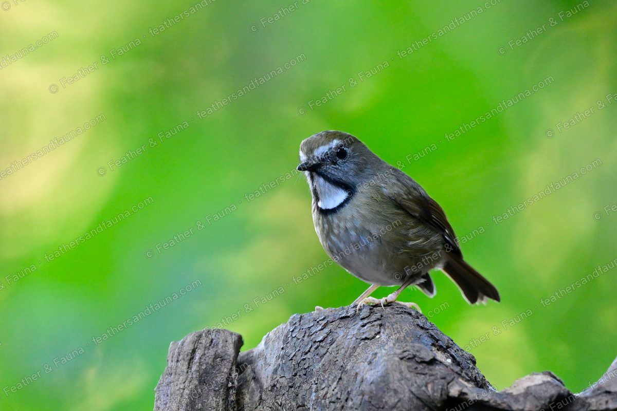 White-gorgeted Flycatcher with a black-edged white throat patch on a weathered stump.